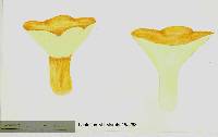 Lactarius maruiaensis image