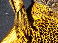 Xerocomus scabripes image