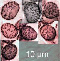 Lactifluus aurantioruber image