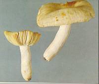 Russula albolutescens image