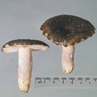 Russula griseoviridis image