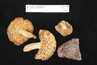 Russula subvinosa image