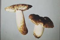 Russula amoenolens image