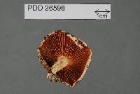 Russula allochroa image