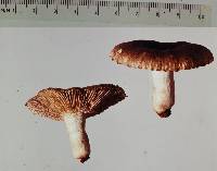 Russula vinaceocuticulata image