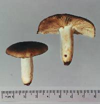 Russula vinaceocuticulata image