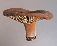 Lactarius clarkeae image