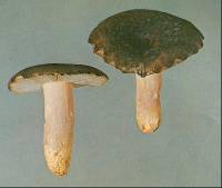 Russula griseoviridis image