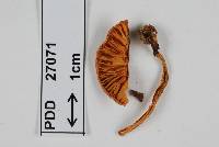 Cortinarius phaeomyxa image