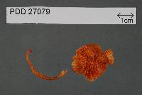 Hygrocybe conspicua image