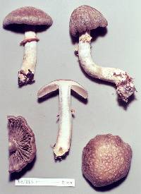 Cortinarius meleagris image