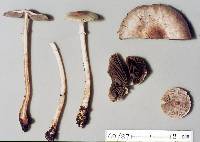 Agaricus oligocystis image