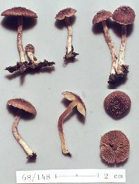 Inocybe destruens image