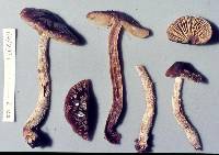 Cortinarius phaeomyxa image