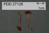 Inocybe phaeosquarrosa image