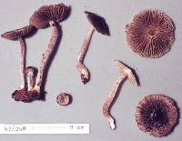 Inocybe albovestita image