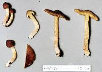 Inocybe cerea image