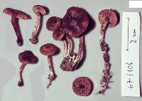 Psilocybe novae-zelandiae image