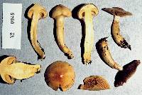 Cortinarius ignotus image