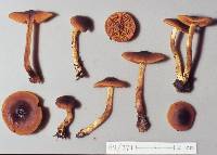 Dermocybe largofulgens image