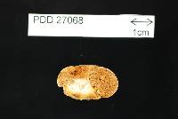 Cortinarius anisodorus image