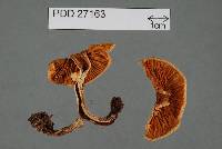 Rozites pallidus image