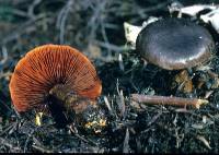 Dermocybe splendida image