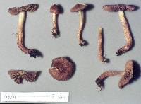 Inocybe scabriuscula image