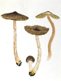 Inocybe albovestita image