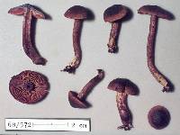 Dermocybe egmontiana image