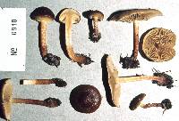 Pholiota multicingulata image