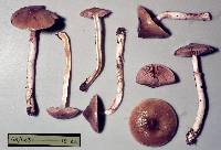 Cortinarius cucumeris image