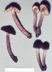 Inocybe calamistratoides image