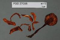 Phaeocollybia ratticauda image