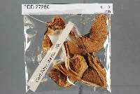 Cortinarius bellus image