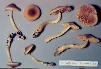 Dermocybe icterinoides image