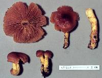 Dermocybe castaneodisca image