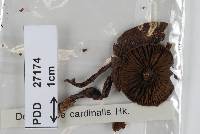 Dermocybe cardinalis image