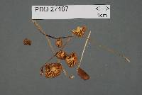 Mycena helminthobasis image