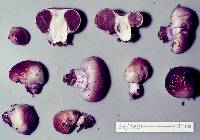 Cortinarius violaceovolvatus image
