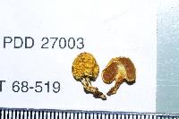 Image of Nivatogastrium lignicola