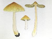 Inocybe renispora image