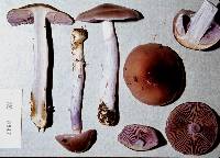 Cortinarius bellus image