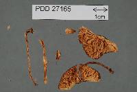 Pluteus perroseus image