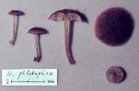 Simocybe phlebophora image