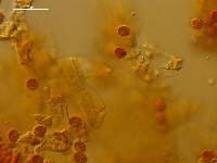 Gymnopilus mesosporus image