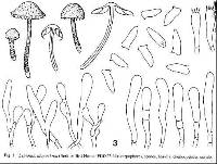 Lepiota alopochroa image