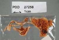Cortinarius aerugineoconicus image