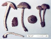 Inocybe latericia image