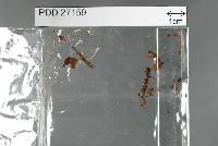 Image of Flammulaster foliicola